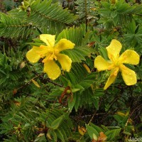 Hypericum mysurense Wall. ex Wight & Arn.